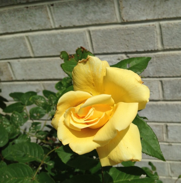 20130527-151745.jpg